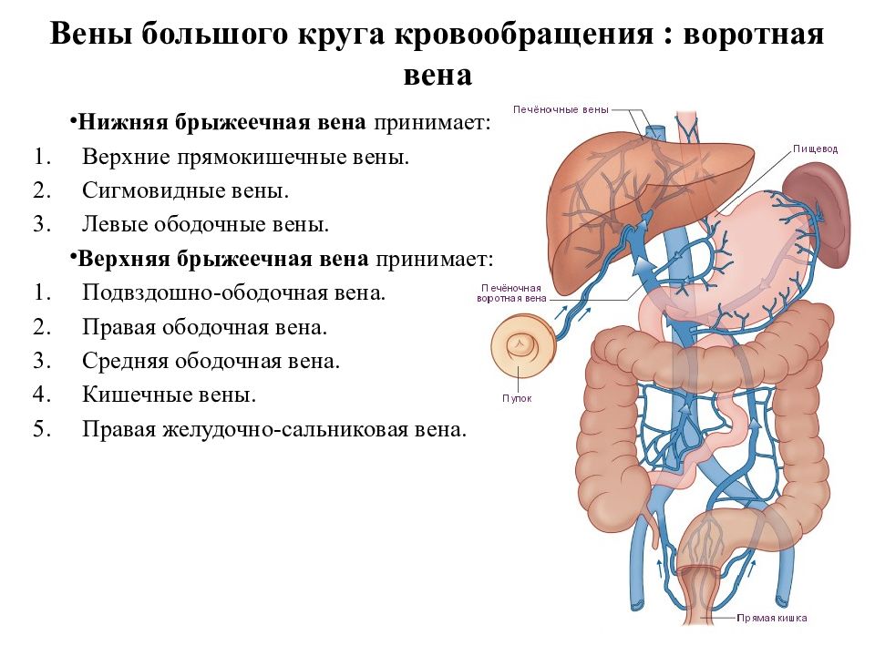 Кровообращение воротной вены