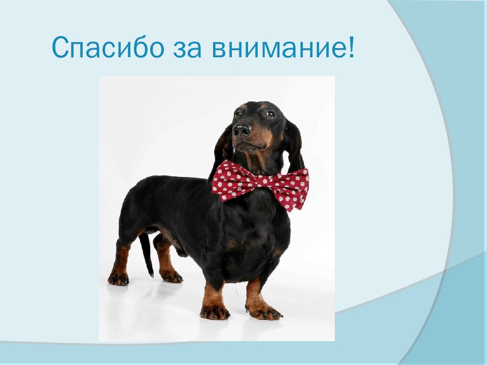Спасибо за внимание с собакой
