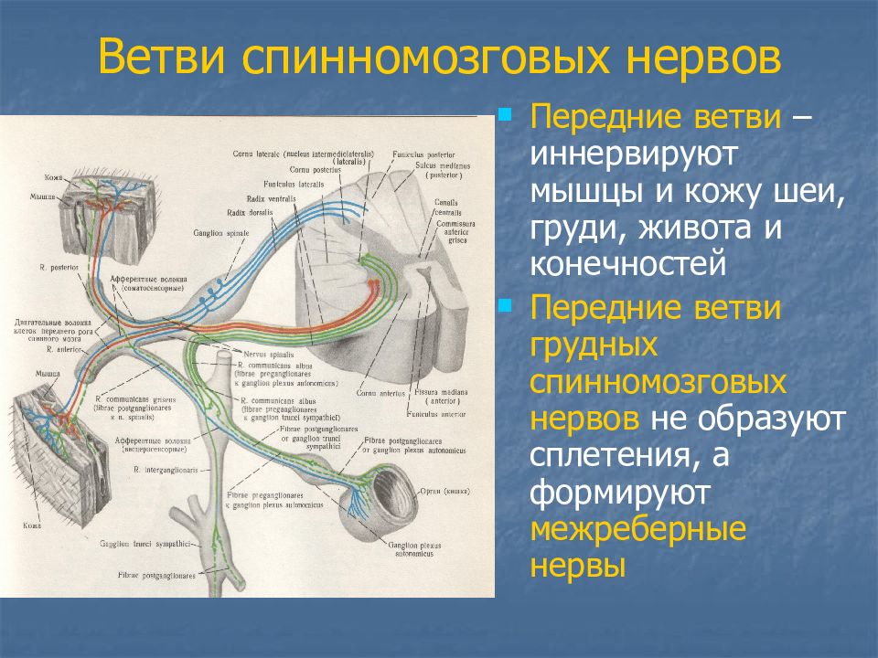 Осу карта нервы