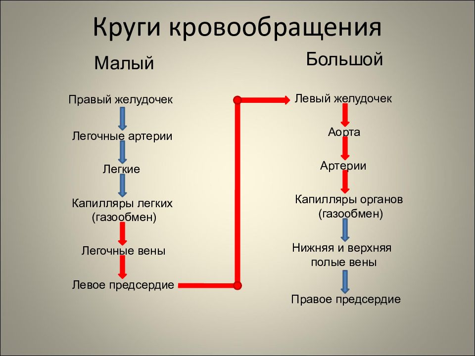 Презентация 8 класс круги кровообращения