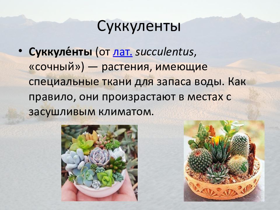 Особенности засухоустойчивых растений. Суккуленты пустынь. Суккуленты слайды. Презентация на тему кактусы и Суккуленты. Понятие о суккулентах..