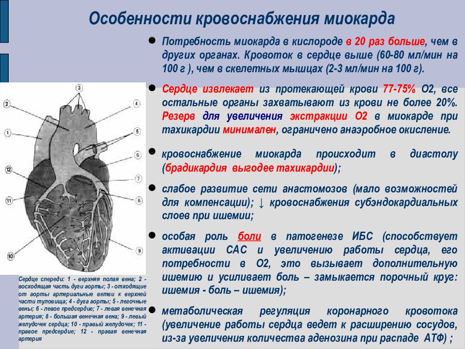 Характеристика сердечно. Кровоснабжение миокарда. Типы кровоснабжения миокарда. Особенности кровоснабжения сердца. Особенности кровотока в сердце.