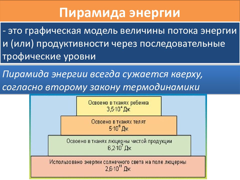 Сколько процентов энергии доходит до второго трофического уровня на приведенной схеме