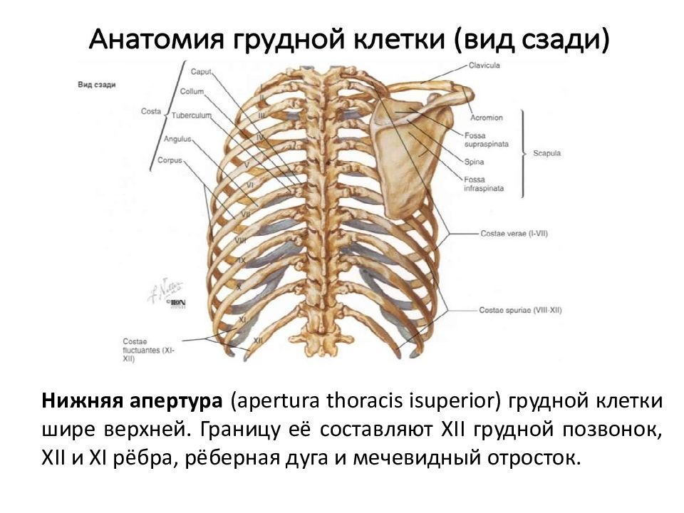 11 ребро. Грудина мечевидный отросток анатомия. Мечевидный отросток грудной клетки. Реберно мечевидные связки.