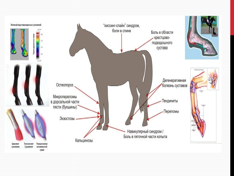 Сап лошадей. Навикулярный синдром у лошадей. Мышечная масса лошади. Лошади размножение схема. Масса лошади 4 чего ответ.