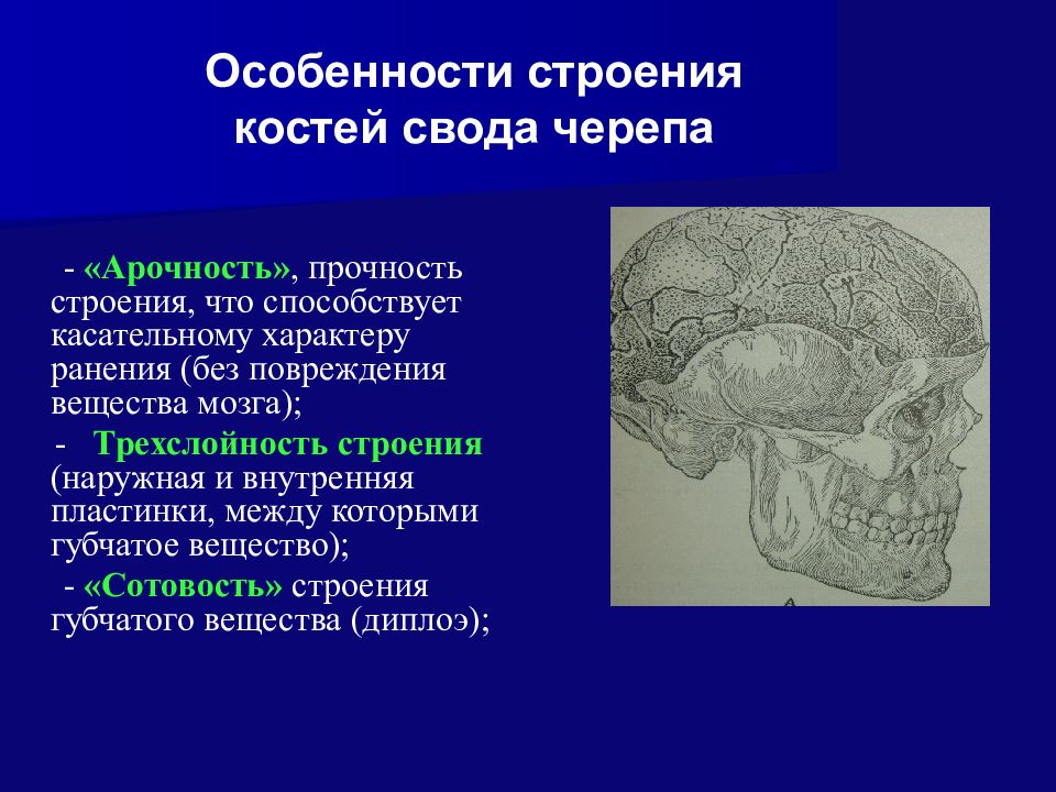 Свод головного мозга. Диплоэ костей свода черепа. Особенности костей свода черепа. Строение костей свода черепа. Наружная и внутренняя пластинки свода черепа.
