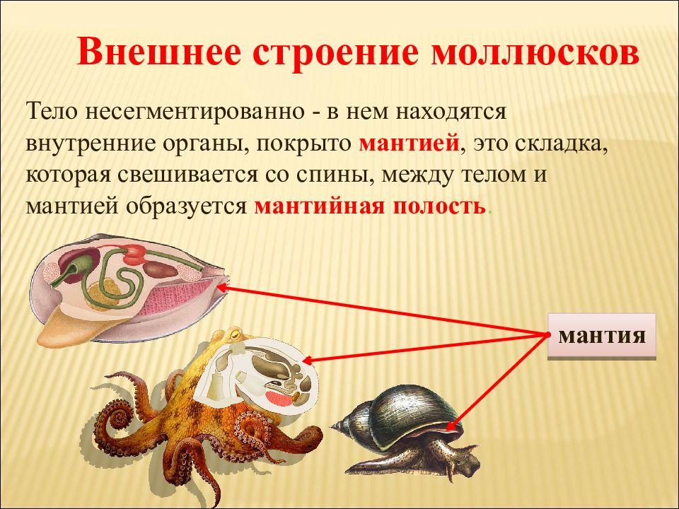 Тело брюхоногих моллюсков. Внешнее и внутреннее строение брюхоногих моллюсков. Личинка брюхоногих моллюсков. Вторичная полость у моллюсков.