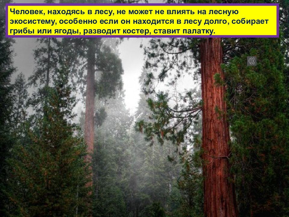 В лесу не долго. На сколько изучен лес. Лев николаевич толстой зеленая палочка. В лесу не долго. В лесу не долго.