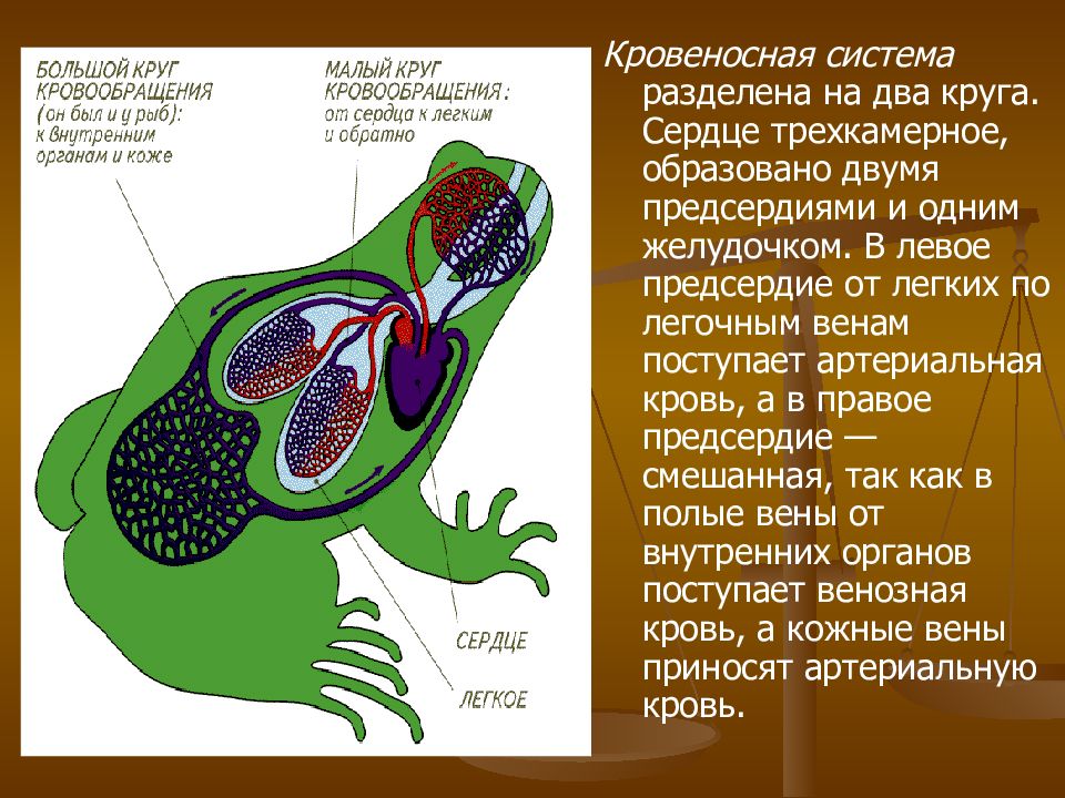 Рисунок кровеносная система лягушки