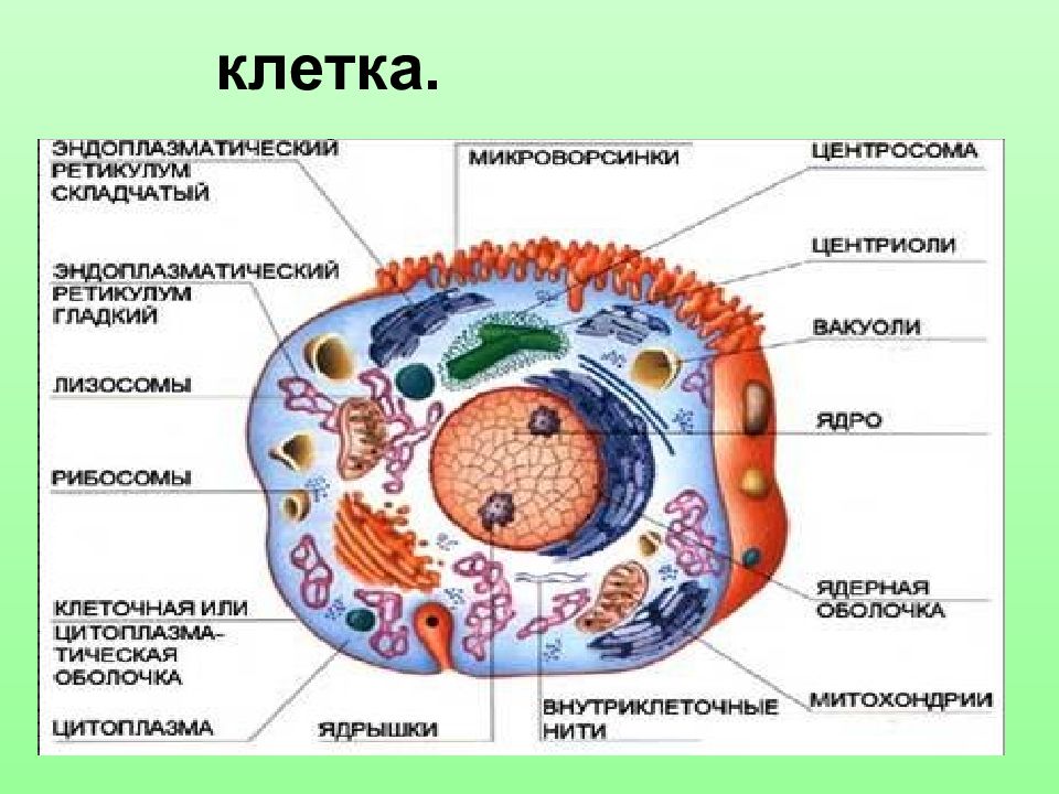 Патология клетки. Основные механизмы патологии клетки. Ультраструктурная патология клетки. Патология клетки: патология клеточного ядра, патология цитоплазмы.. Основным механизмом клетки.