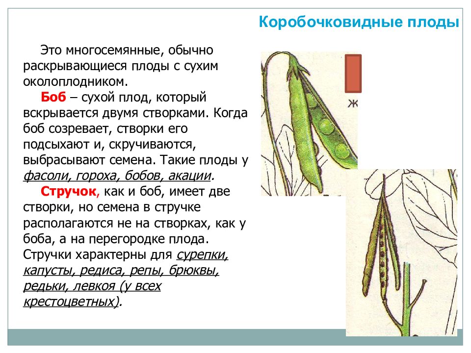 Семена прикрепляются к стенке плода у стручка и боба