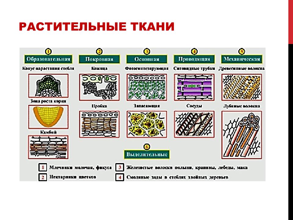 Ткани растений таблица с рисунками