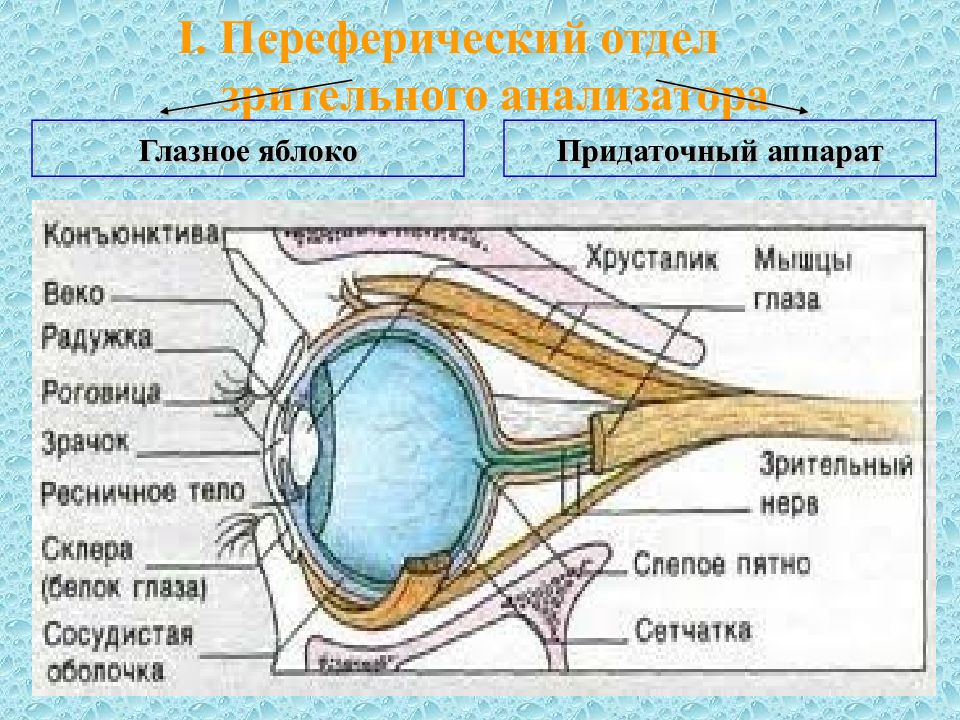 Глазная впадина 6 букв. Придаточный аппарат глазного яблока. Анатомия придаточного аппарата глаза. Отделы зрительного анализатора. Придаточного аппарата органа зрения.