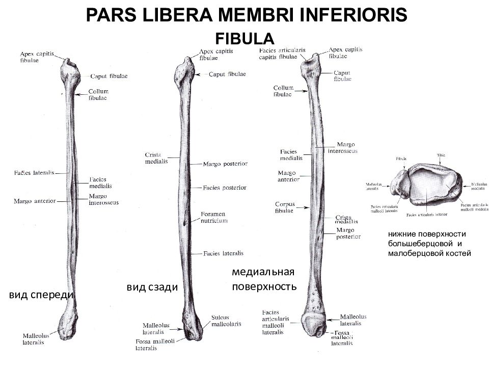 Малоберцовая кость анатомия. Малоберцовая кость анатомия строение. Малоберцовая кость атлас анатомический. Малоберцовая кость с обозначениями. Малоберцовая кость анатомия медунивер.