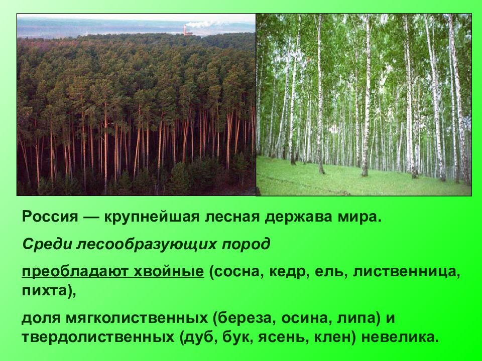 Крупнейшие леса. Лесное хозяйство презентация. Темы для презентаций лесного хозяйства. Лесной комплекс мира презентация. Промышленность Лесной зоны.