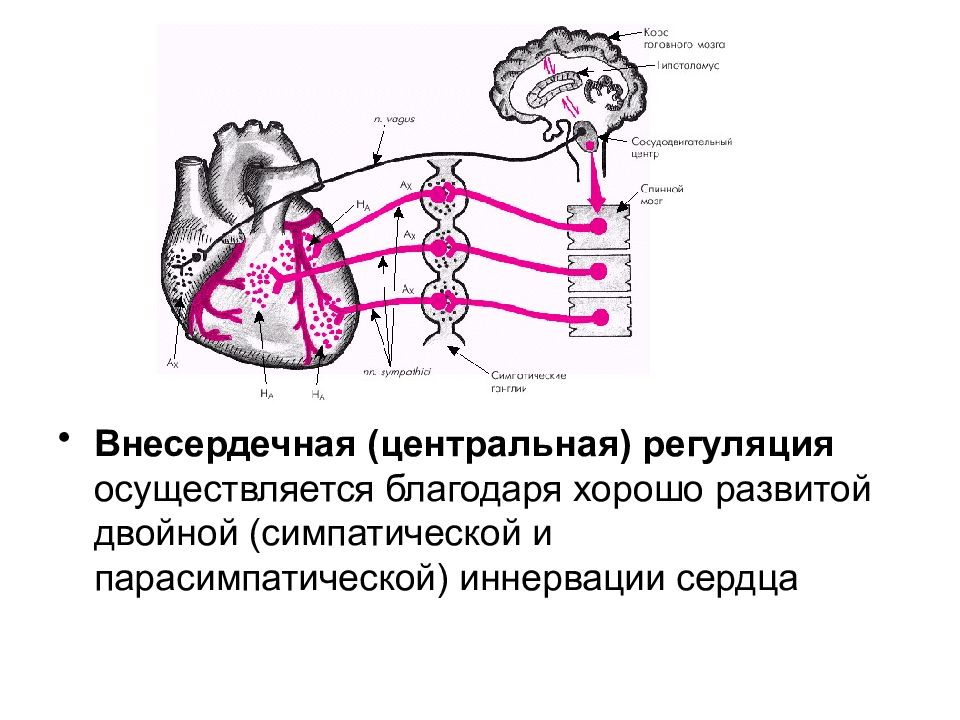 Парасимпатическая иннервация сердца. Схема нервно-рефлекторной регуляции деятельности сердца. Схема регуляции сердечной деятельности. Парасимпатическая регуляция сердца. Симпатическая и парасимпатическая регуляция сердечной деятельности.