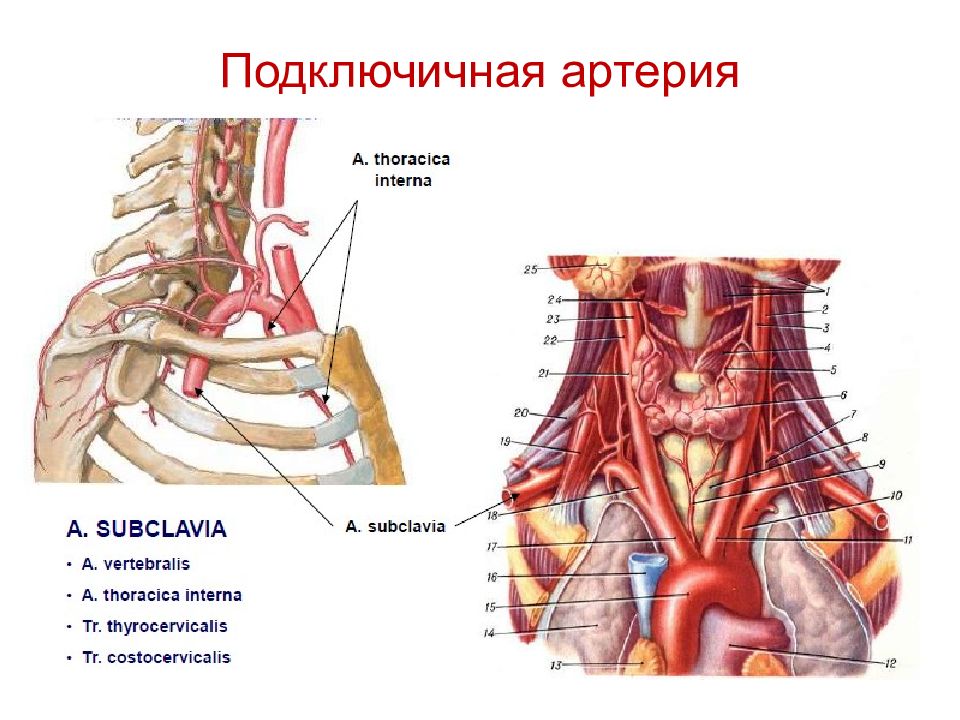 Левая подключичная вена. Анатомия сосудов подключичная артерия. Ветви подключичной артерии схема. 1 Отдел подключичной артерии. Топография подключичной артерии.