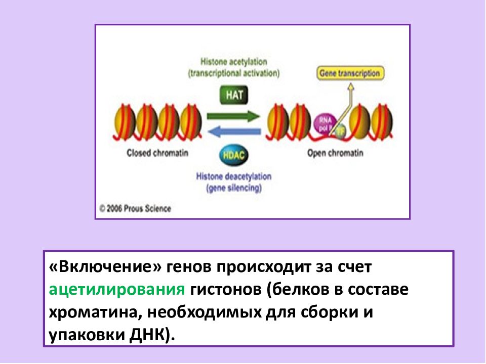 Дифференцировка клеток презентация 10 класс