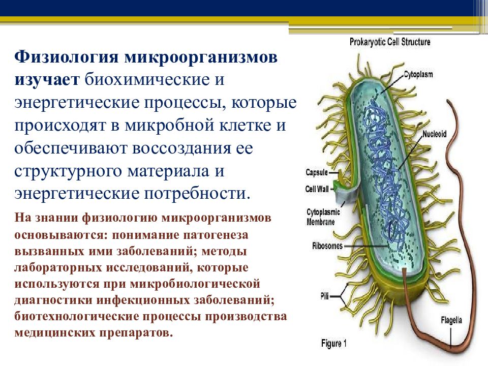 Процессы микроорганизмов