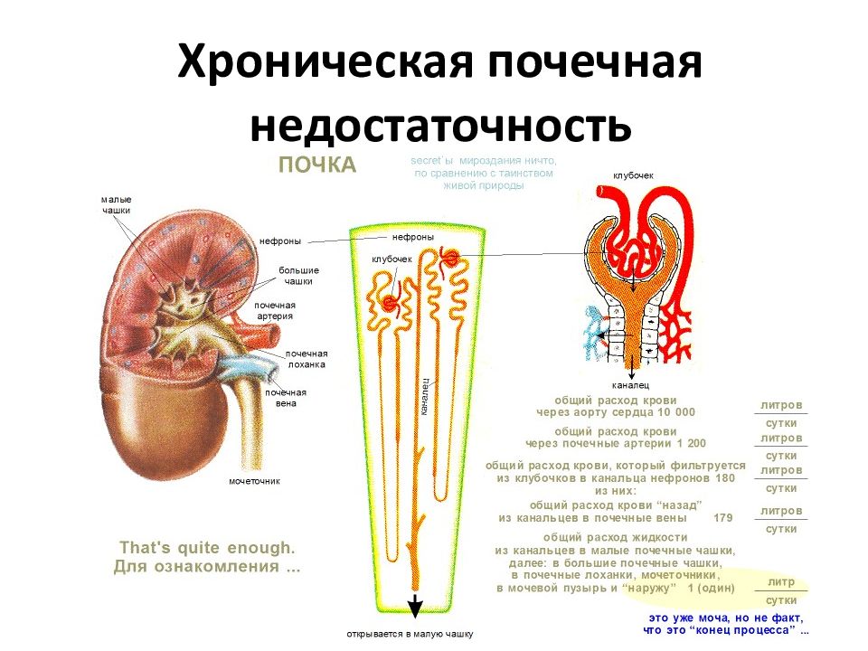 Хроническая почечная недостаточность картинки для презентации