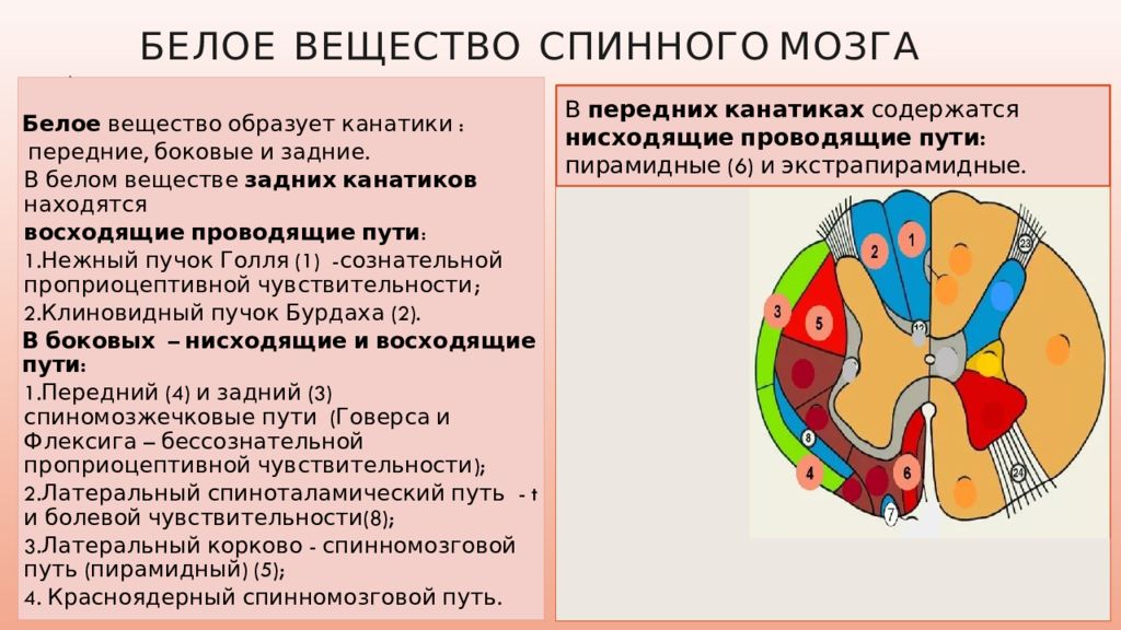 Расположение проводящих. Проводящие пути белого вещества спинного мозга. Проводящие пути боковых каналов спинного мозга. Проводящие пути канатиков спинного мозга. Боковые канатики спинного мозга проводящие пути.