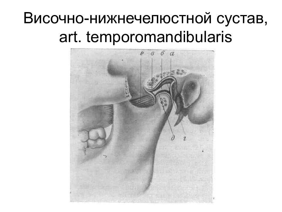 Внчс. Височно-нижнечелюстной сустав (Art. Temporomandibularis). Височно-нижнечелюстной сустав форма. Височно-нижнечелюстной сустав оси.