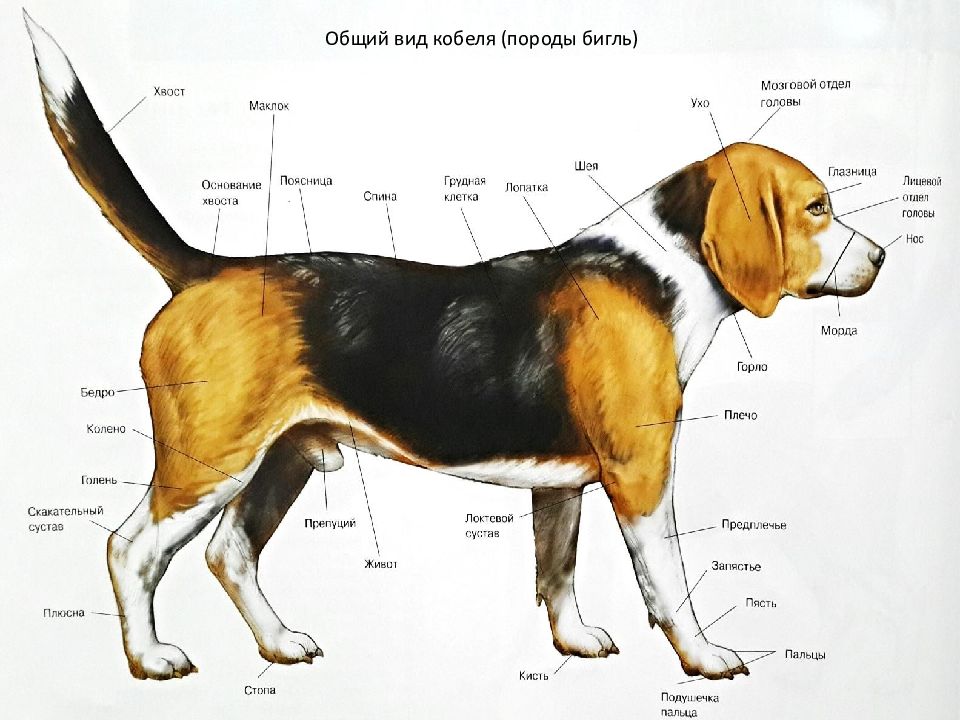 Где находится порода. Параметры Бигль собаки породы. Французский Бигль харьер стандарт породы. Бигль гончие собаки. Стандарт бигля FCI.