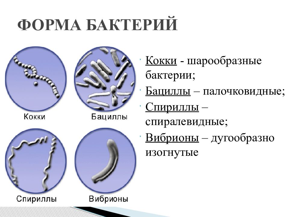 Бактерии изогнутой формы носят название. Формы бактерий кокки бациллы. Формы бактериальных клеток спириллы. Формы бактерий кокки бациллы спириллы вибрионы. Палочковидные бактерии кокки.
