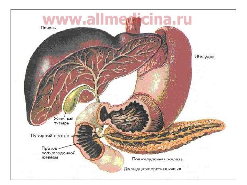 Несколько желудков. Печень желчный пузырь поджелудочная железа желудок. Желудок печень 12 перстная кишка. Печень двенадцатиперстная кишка поджелудочная железа. 12 Перстная кишка печень поджелудочная железа.
