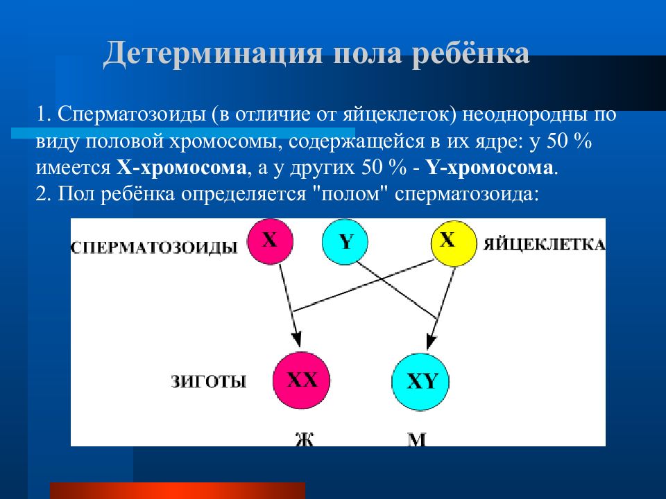 Яйцеклетка содержит хромосом. Механизмы детерминации пола. Тип детерминации пола у человека. Генетическая детерминация пола. Хромосомная детерминация пола.