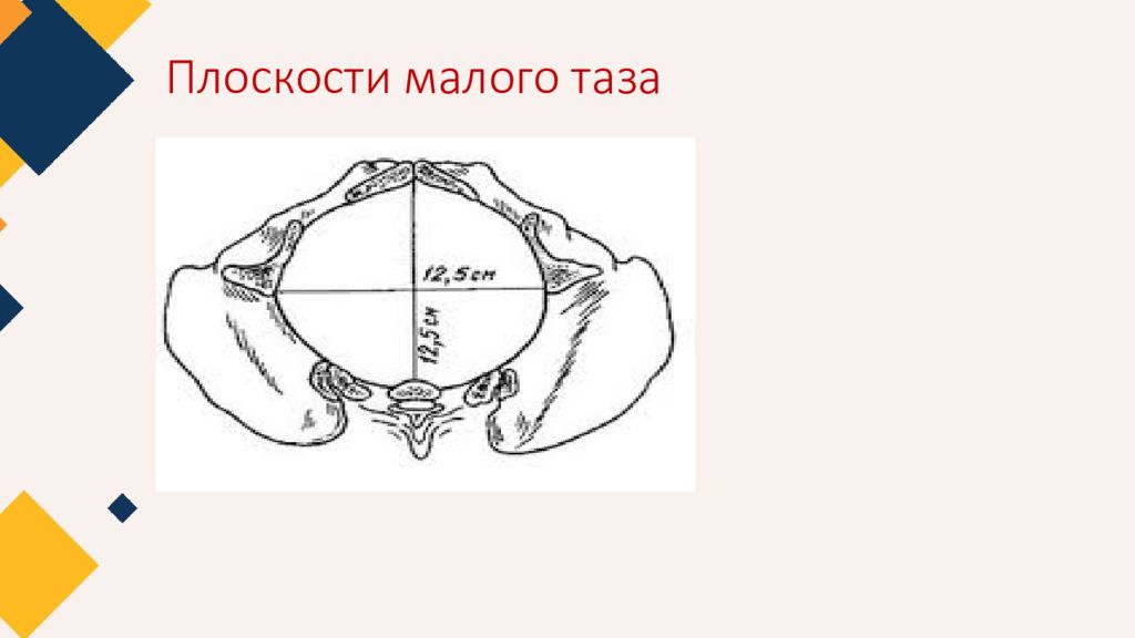 Размеры плоскостей малого таза