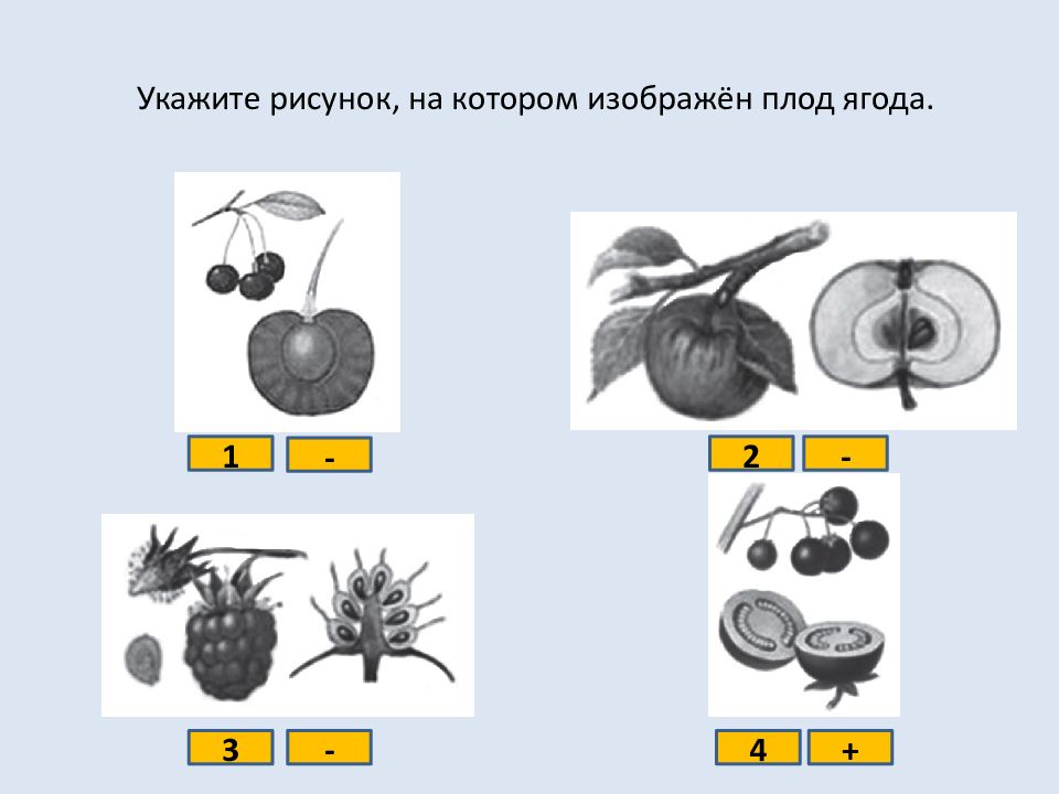 Под цифрой 3 на рисунке изображен плод