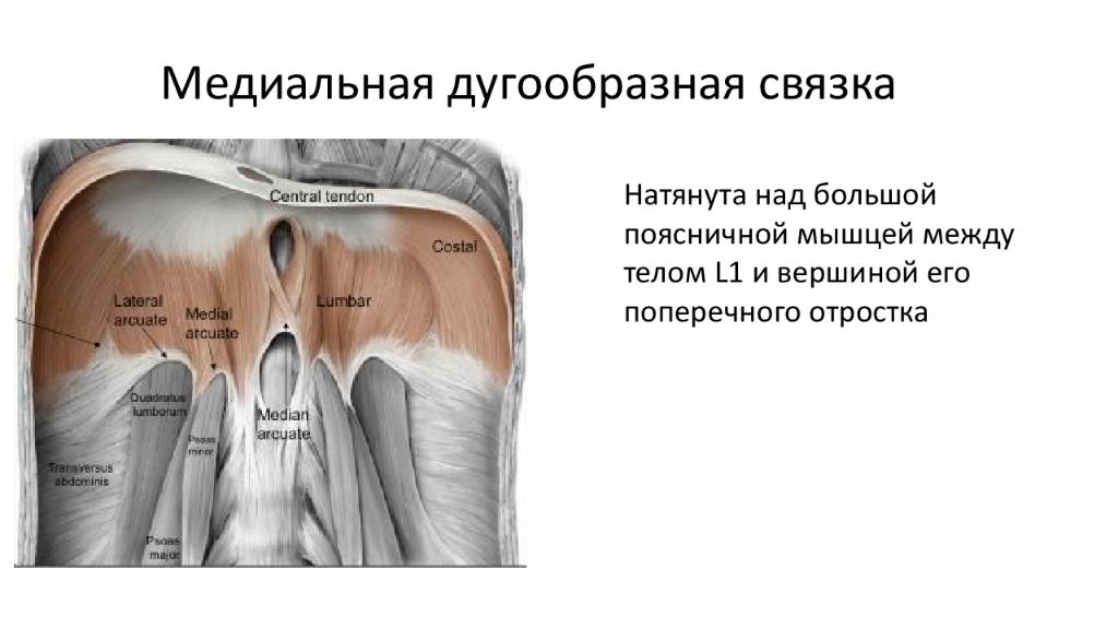 Натянутые связки. Медиальная и латеральная дугообразные связки диафрагмы. Срединная связка диафрагмы. Медиальная щель диафрагмы. Ножки диафрагмы медиальная латеральная.