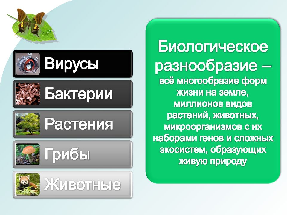 Биологическое разнообразие видов презентация