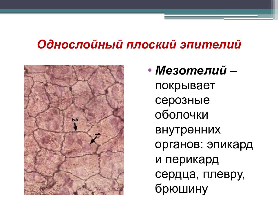 Однослойный плоский эпителий выстилает. Плоский эпителий мезотелий. Однослойный плоский эпителий мезотелий. Однослойный плоский эпителий серозной оболочки. Мезотелий однослойный плоский эпителий выстилает.