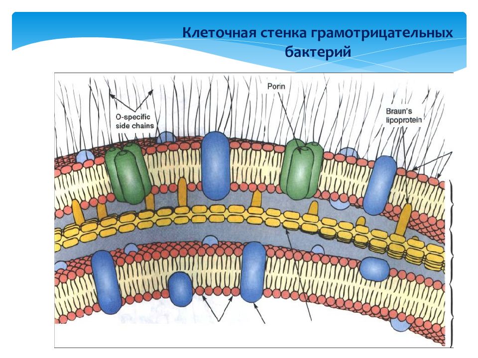 Схема строения клеточной стенки