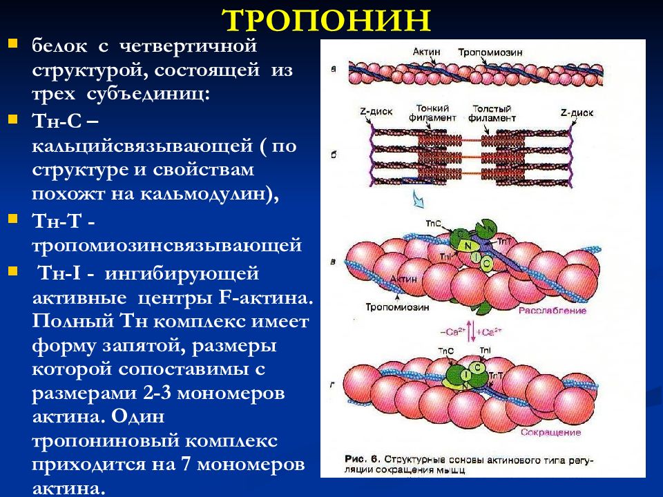 Биохимия памяти презентация