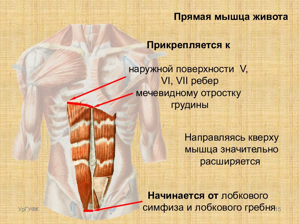 Прямая мышца где. Функции прямой мышцы живота анатомия. Прямая мышца живота начало и прикрепление функции. Функция прямой мышцы живота (m. rectus abdominis):. Точки крепления прямой мышцы живота.