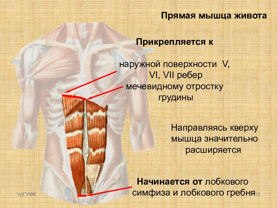 Мышцы живота. Функции прямой мышцы живота анатомия. Прямая мышца живота начало и прикрепление функции. Точки крепления прямой мышцы живота. Функция прямой мышцы живота (m. rectus abdominis):.