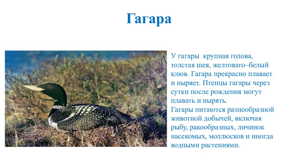 Гагара