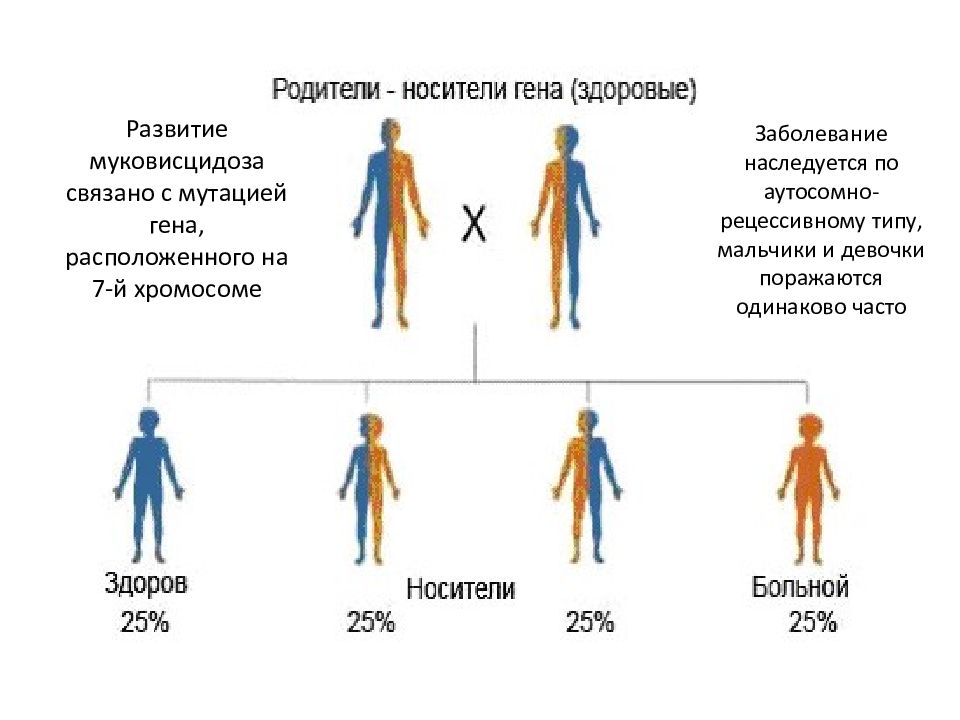 Муковисцидоз частота заболевания. Муковисцидоз схема наследования. Аутосомно-рецессивный Тип наследования. Муковисцидоз. Муковисцидоз Тип наследования. Муковисцидоз кариотип больного.