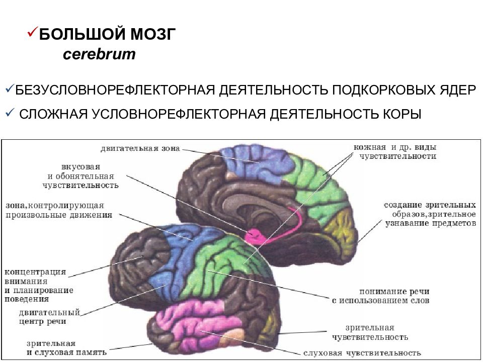 Какая часть мозга отвечает за цифры. Зрительная зона коры головного мозга. Корковые зоны больших полушарий головного мозга. В коре больших полушарий головного мозга Зрительная зона расположена.
