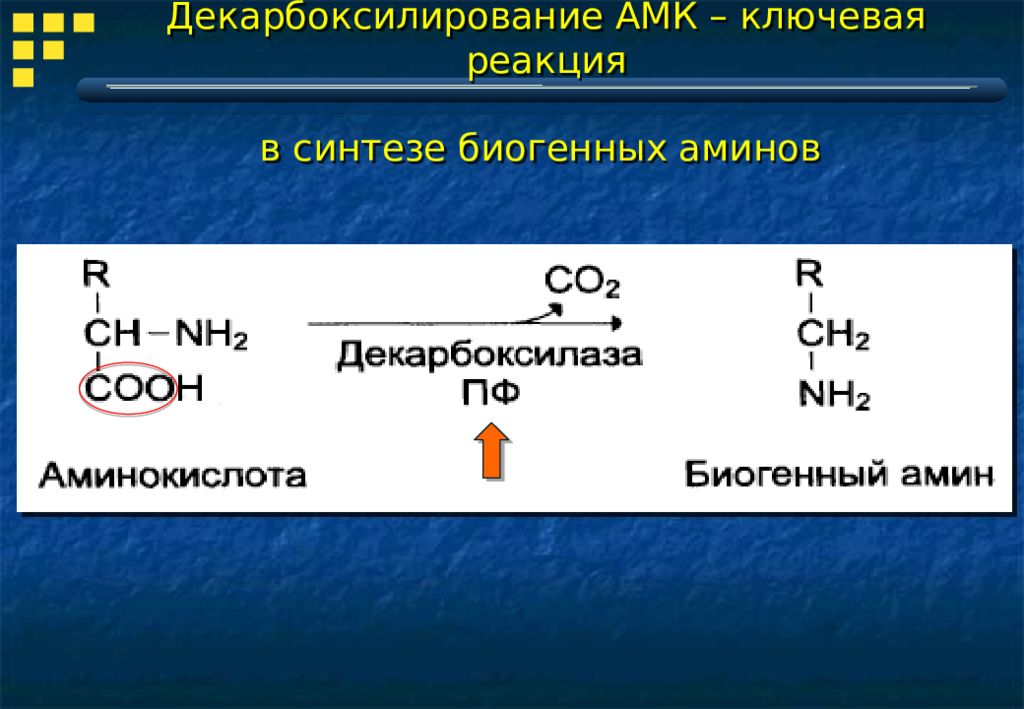 Биогенные амины это