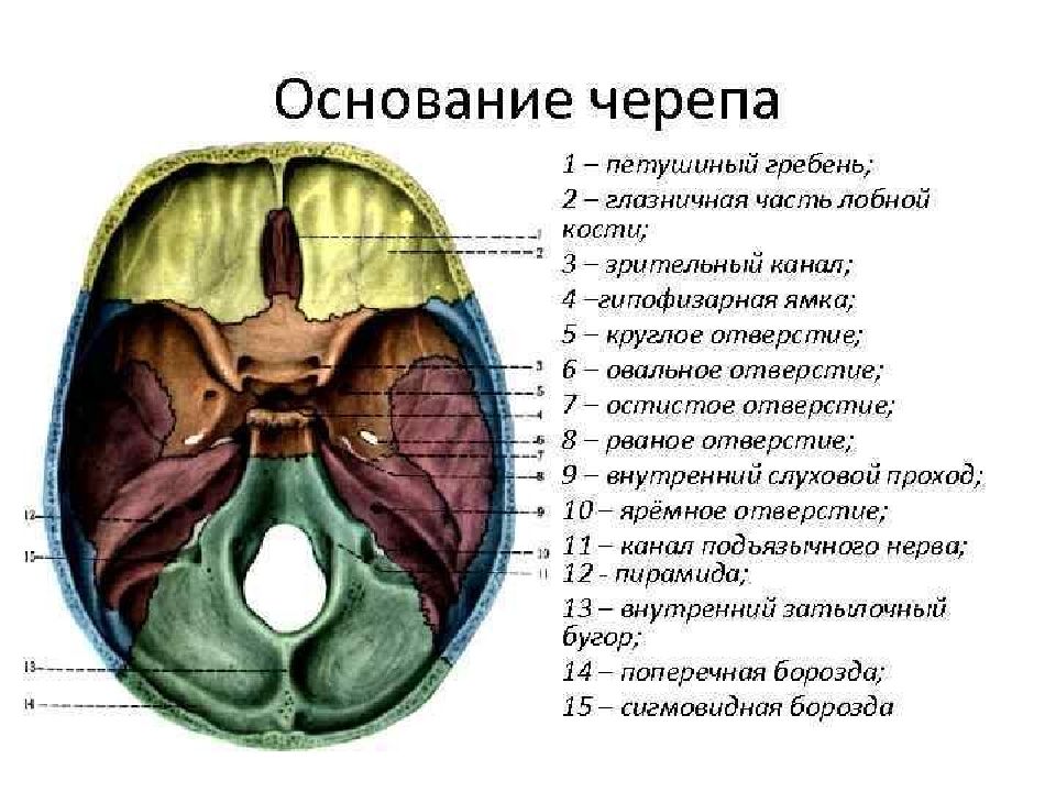 Мозговое основание черепа. Черепные ямки анатомия внутреннее основание черепа. Анатомия костей основания черепа. Решетчатая кость основание черепа. Черепные ямки внутреннего основания черепа.