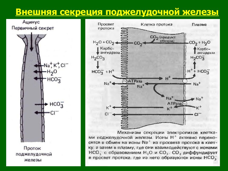 Секреция поджелудочной железы