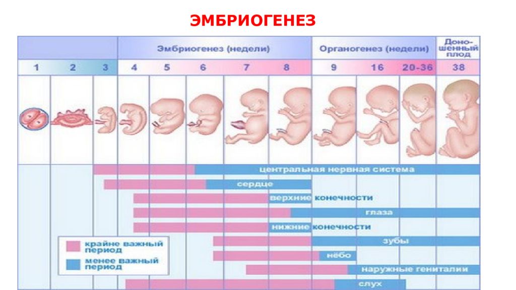 Недельный период. Этапы развития плода. Этапы эмбрионального развития по неделям. Формирование органов у плода по неделям. Периоды эмбриогенеза по неделям.