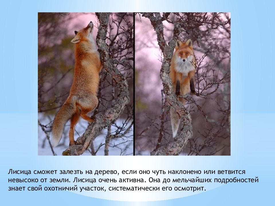 лиса на дереве. лисёнок на дереве. лисы на дереве. лиса лазает по деревьям. крымская лисица.
