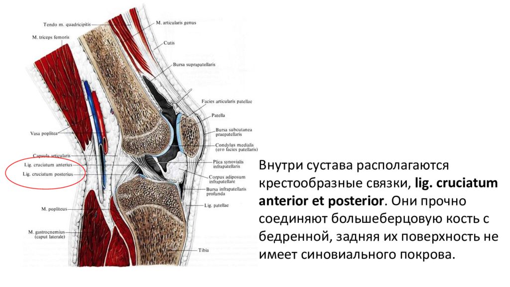 Смазка внутри суставов. Частная анатомия суставов. Развитие сустава анатомия. Внутри суставной полости находится.