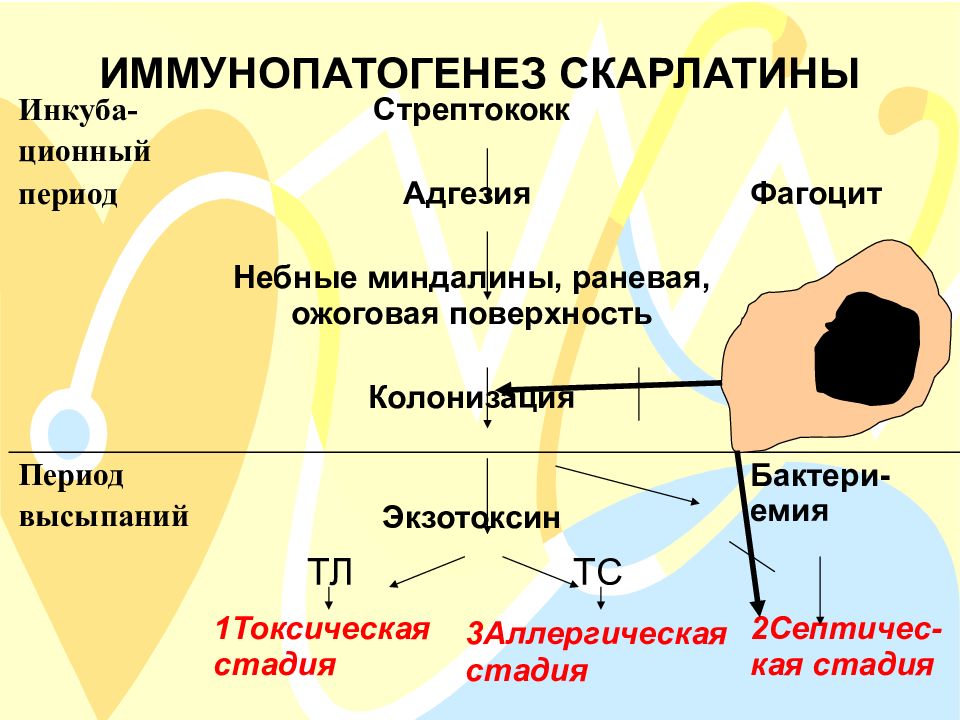 Патогенез скарлатины схема