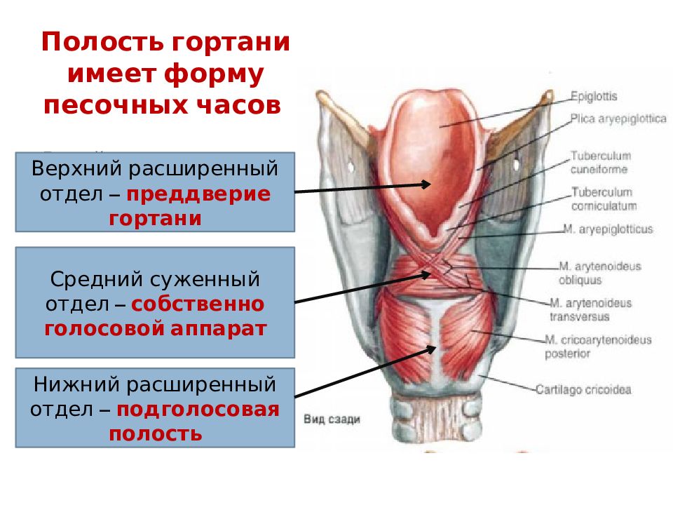 Преддверие гортани ограничено. Подголосовая полость анатомия. Подголосовая полость гортани.